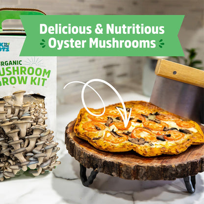 Back to the Roots Organic Oyster Mushroom Grow Kit