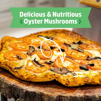 Back to the Roots Organic Oyster Mushroom Grow Kit