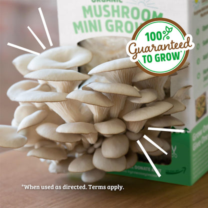 Back to the Roots Organic Oyster Mushroom Grow Kit