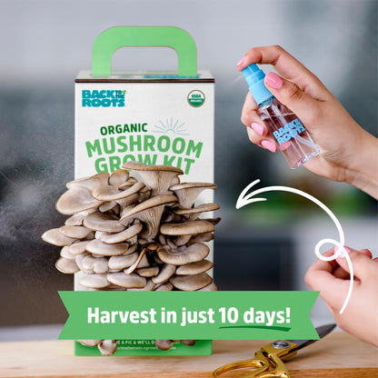 Back to the Roots Organic Oyster Mushroom Grow Kit